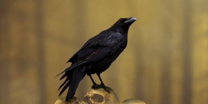 720x1280 Fantasy, raven, skulls' heap, bird, 720x1280 wallpaper | Fantasy