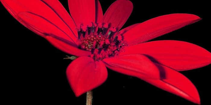1125x2436 PAPERS.co | iPhone wallpaper | ao00-flower-red-nature-art-dark