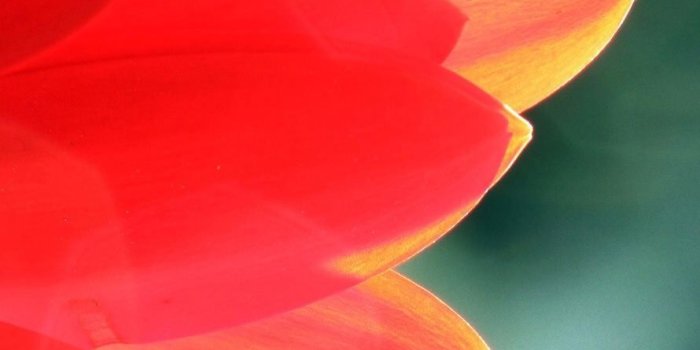 890x1590 iPhone Wallpaper | Petal, Red, Flower, Orange, Yellow, Pink