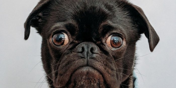 1000x1393 500+ Funny Pictures [HD] | Download Free Images & Stock Photos on