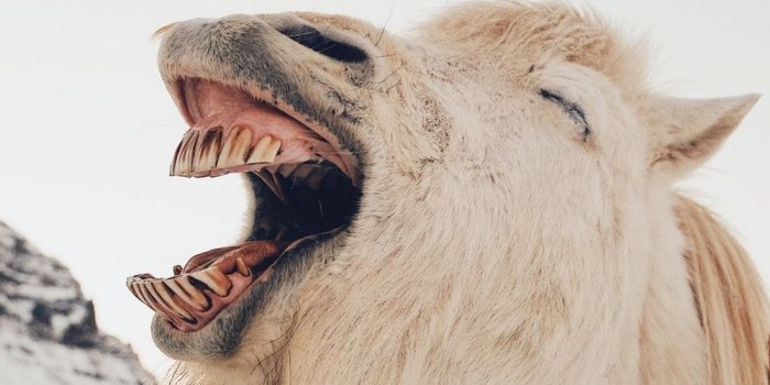 1000x1332 500+ Funny Pictures [HD] | Download Free Images & Stock Photos on