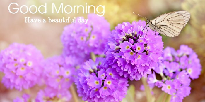 1920x1080 5 Beautiful Good Morning HD Wallpapers | BigHDWalls