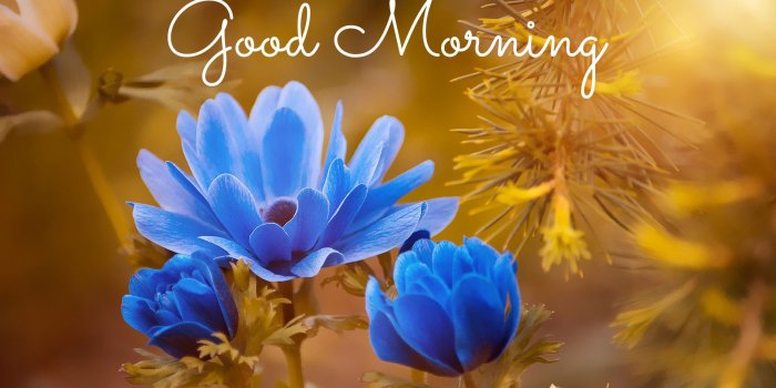 1920x1080 5 Beautiful Good Morning HD Wallpapers | BigHDWalls