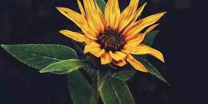 730x1254 ananya chinthalapati on telugu quotes | Good morning quotes