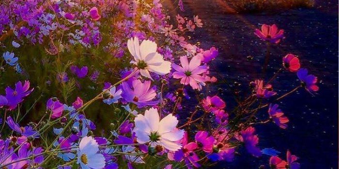 750x1129 30+ Good Morning Have a Nice Day Images make you Happy | God Wallpaper