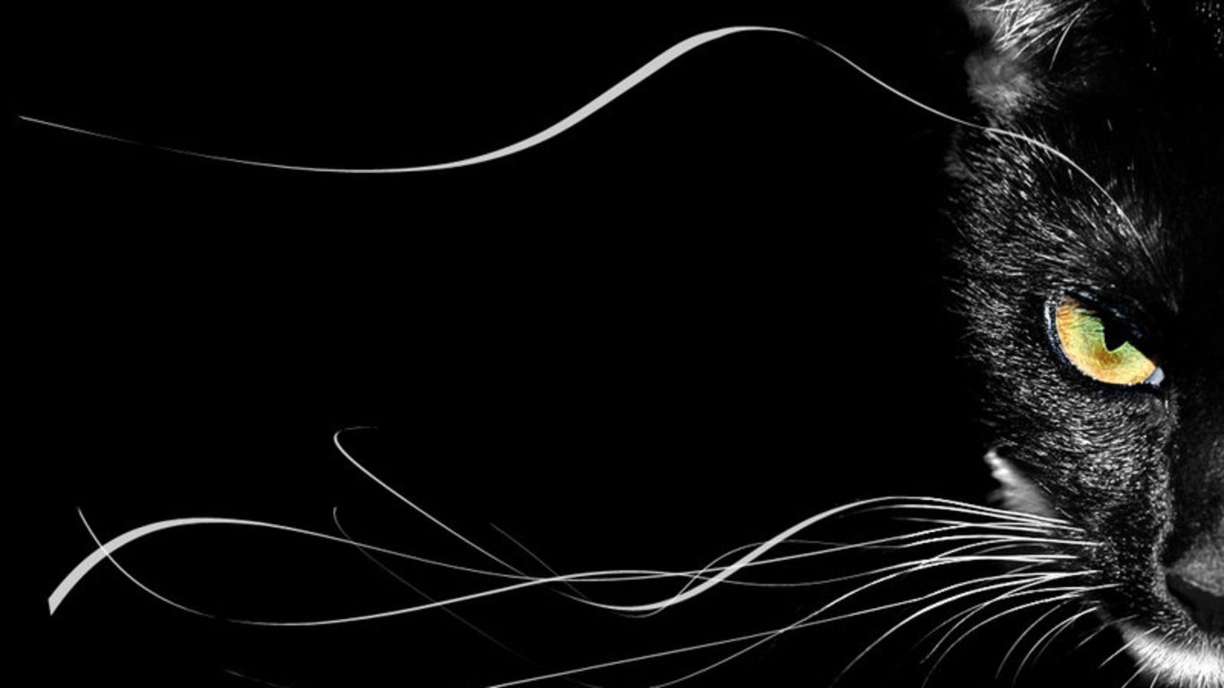 1366x768 Backgrounds For > Black Cat Desktop Wallpaper | black cats | Black