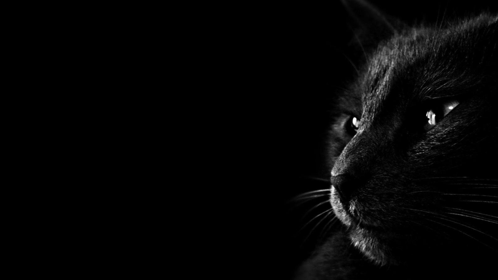 1920x1080 Wallpapers Black Cat