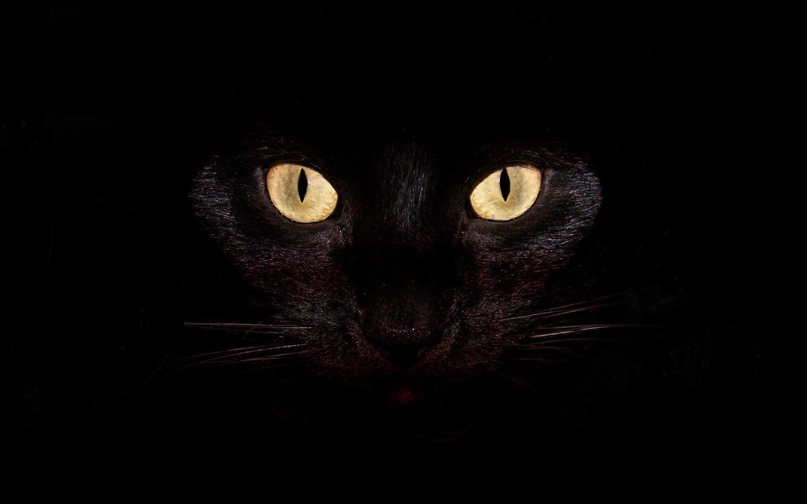 2560x1600 Black Cat Wallpapers - Top Free Black Cat Backgrounds - WallpaperAccess