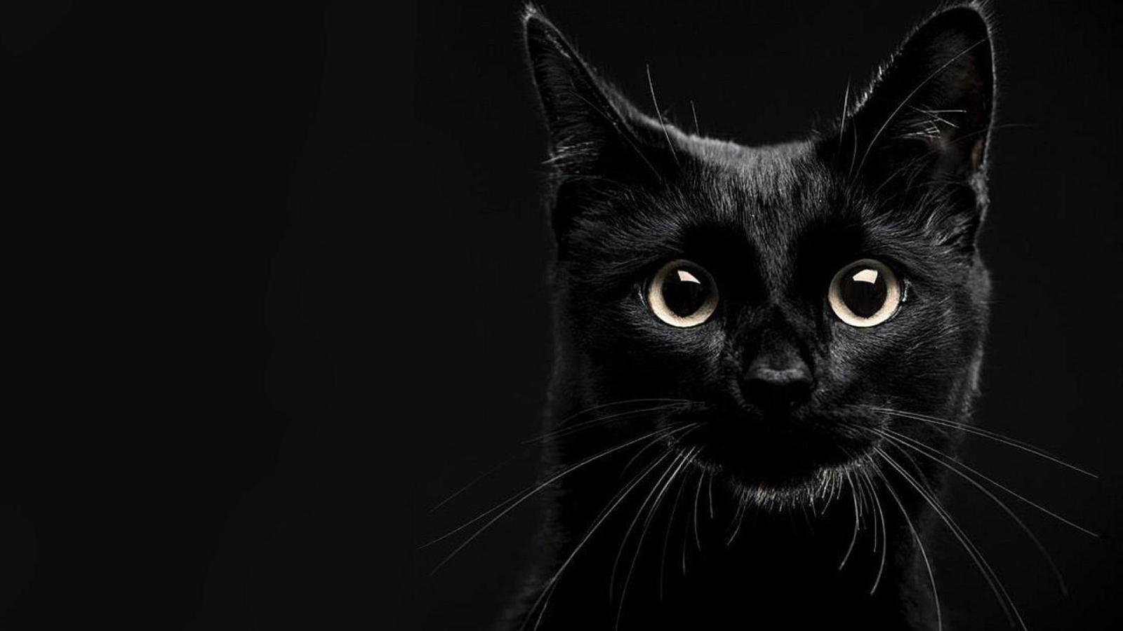 1920x1080 60+ Black Cat HD Wallpapers - Download at WallpaperBro