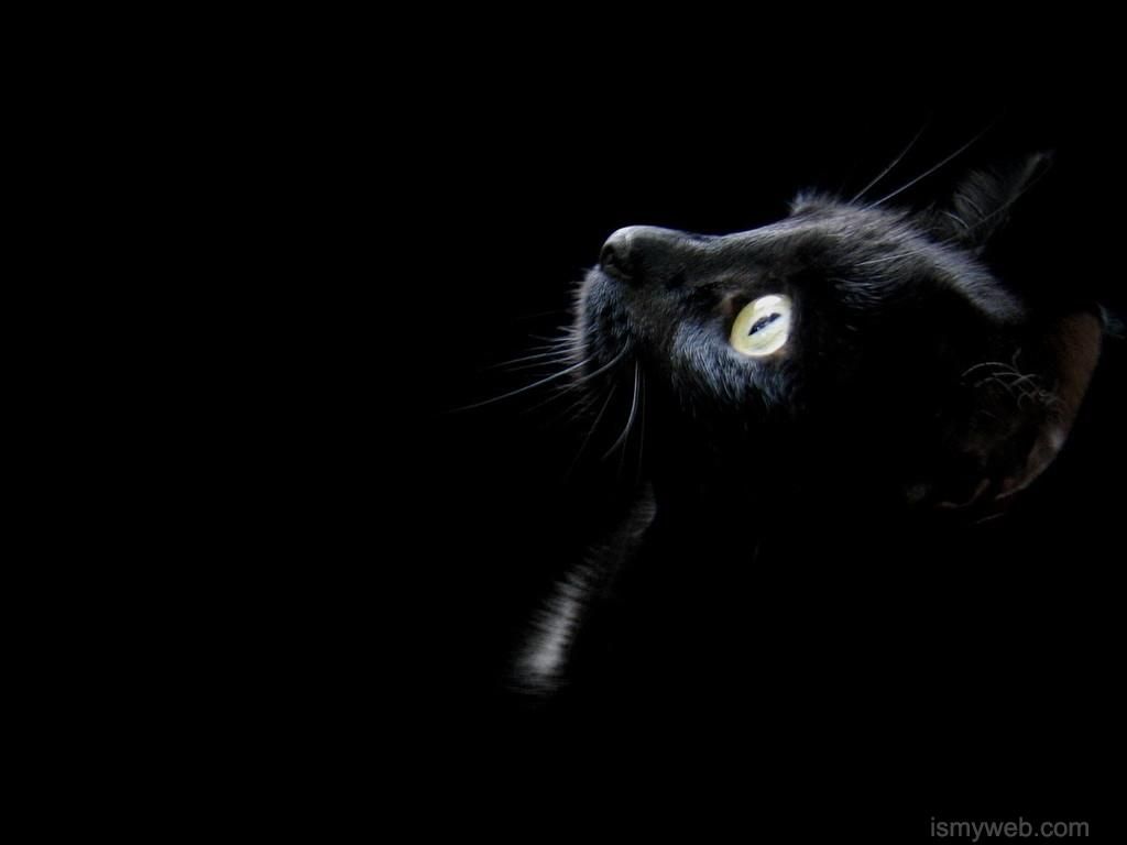 1024x768 HD black cat computer Wallpaper Download 3 | Wallpaper in 2019