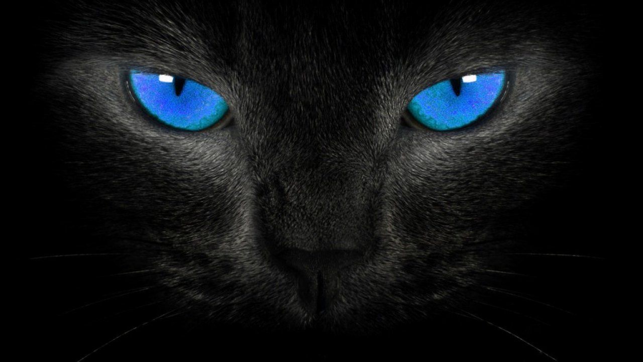 1280x720 Blue, Eyes, Black, Cat, New, Wallpaper, Desktop Wallpaper, Download