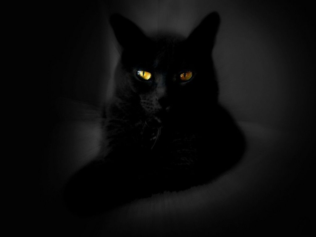 1024x768 48+] Free Black Cat Wallpaper on WallpaperSafari