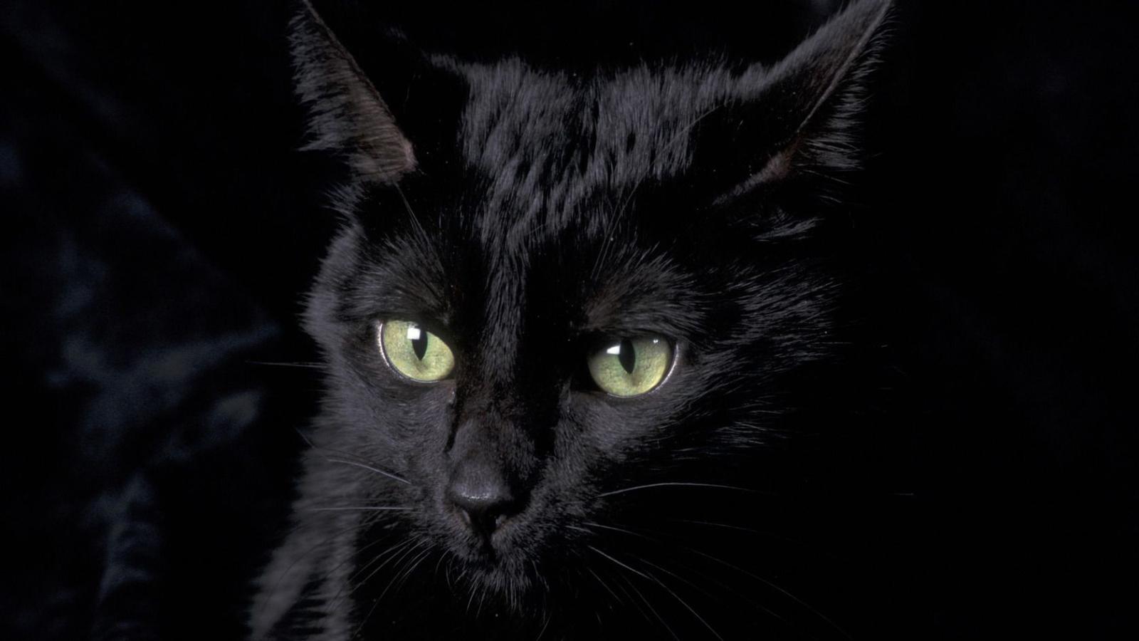 1680x945 60+ Black Cat HD Wallpapers - Download at WallpaperBro