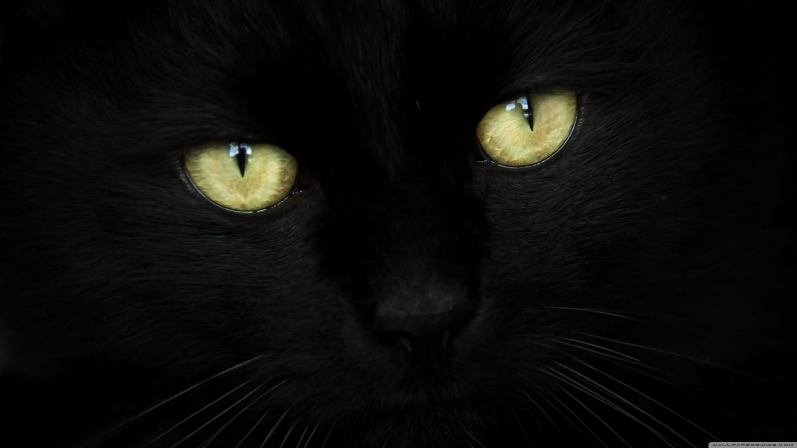 3554x1999 Black cat desktop wallpaper Gallery