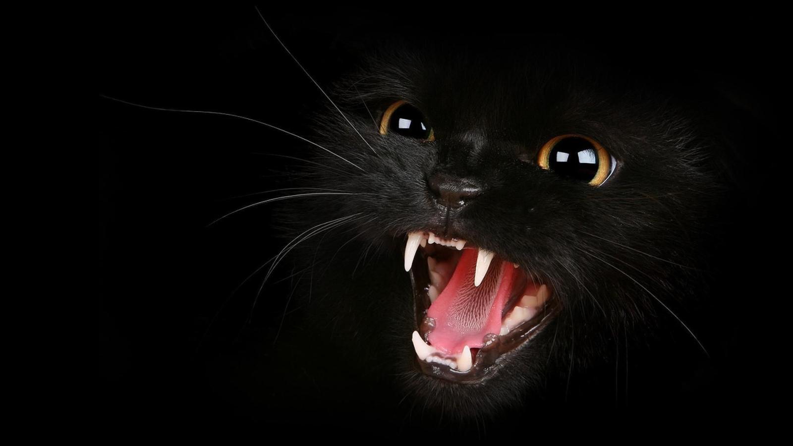 1920x1080 60+ Black Halloween Kitten Wallpapers - Download at WallpaperBro