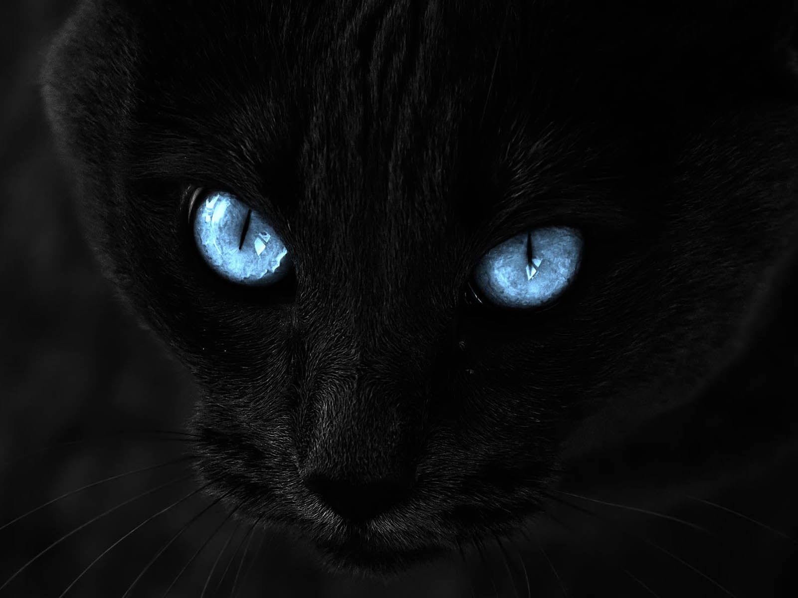 1600x1200 Black Cat Wallpaper - Wallpapers Browse