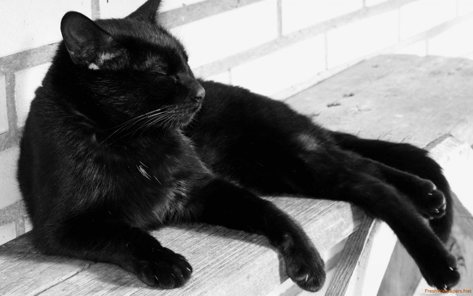 2560x1600 Black cat wallpapers | Freshwallpapers