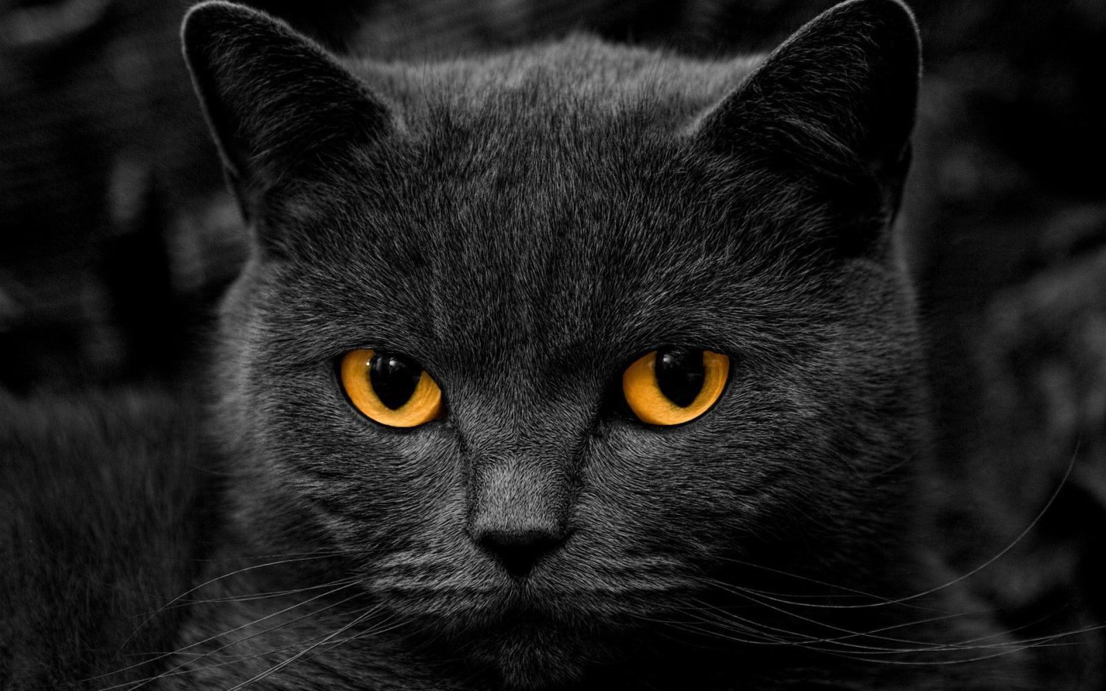 1920x1200 Wallpapers Black Cat (69+ background pictures)