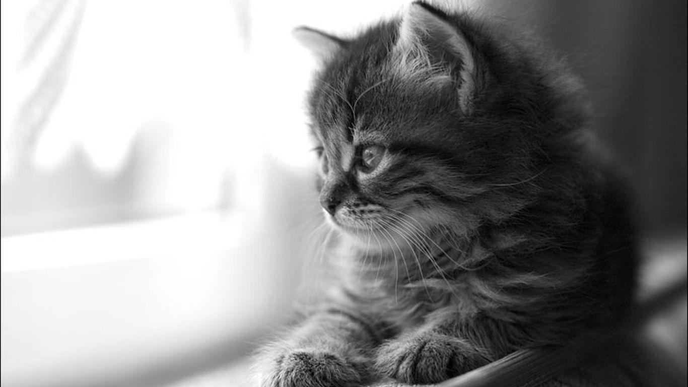 1366x768 Black Cat HD desktop wallpaper : High Definition : Fullscreen