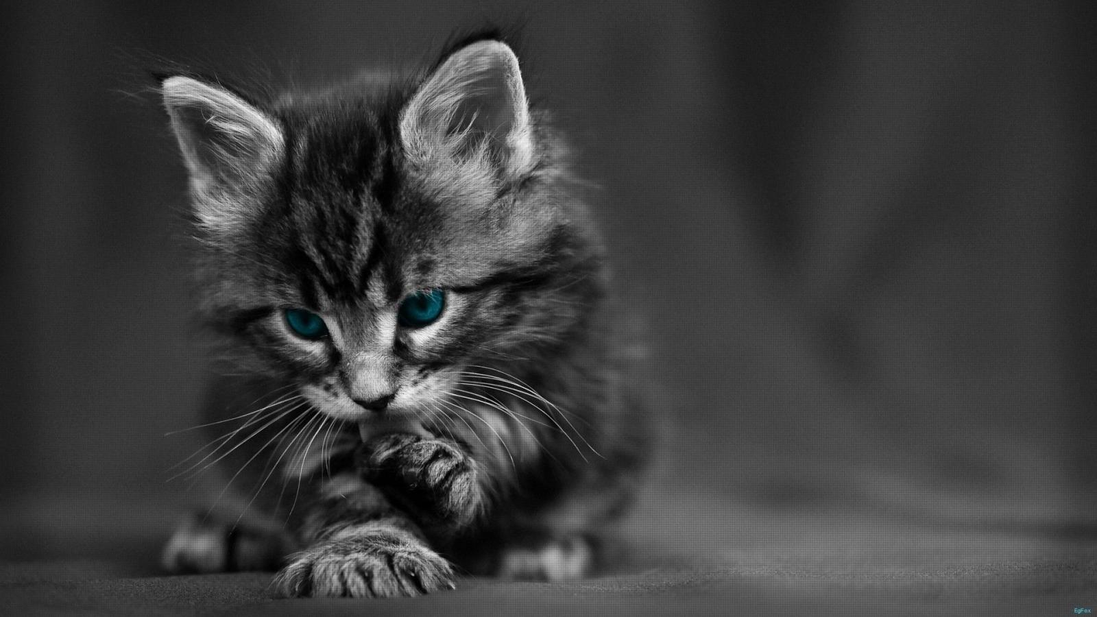 1920x1080 Cat Desktop Wallpaper ·① WallpaperTag