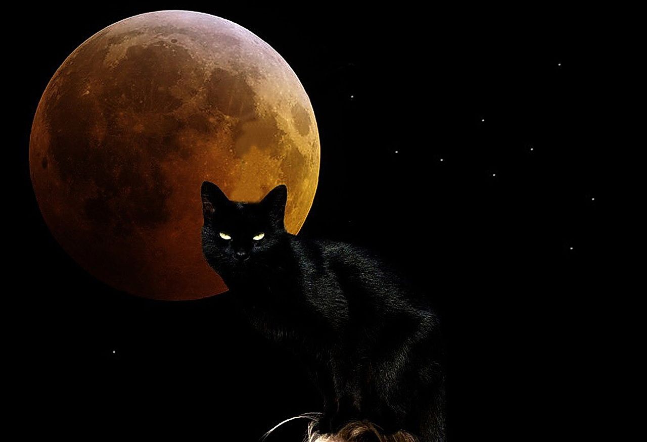 1280x875 Black cat wallpaper hd Gallery