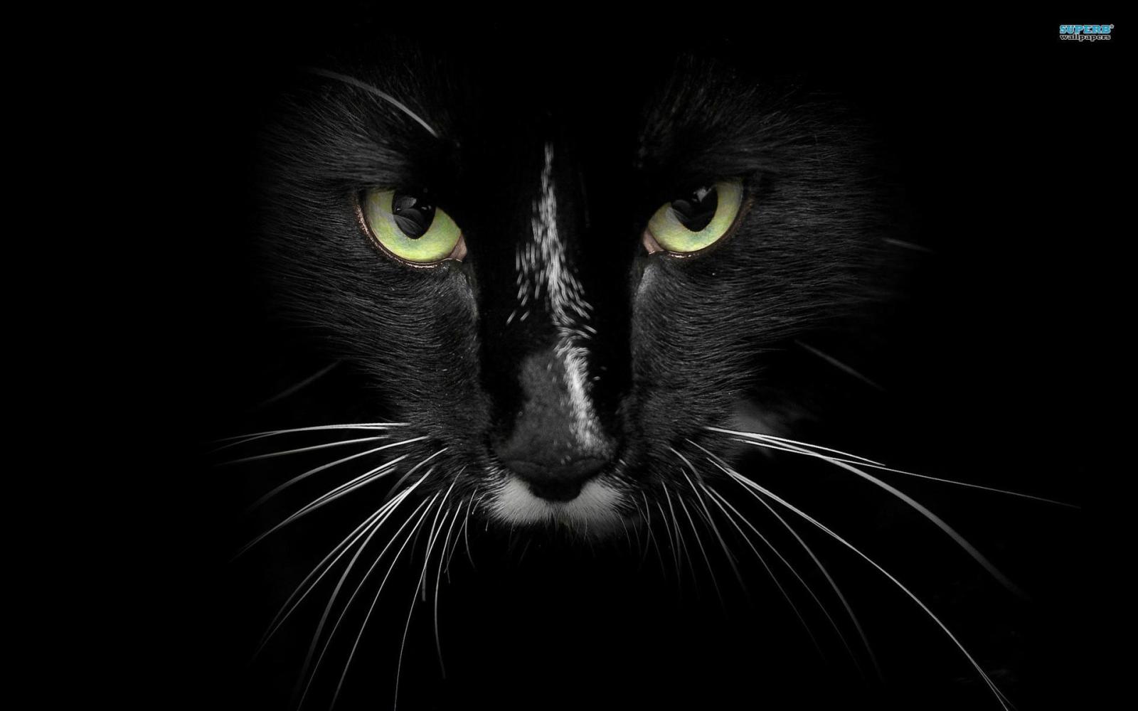 1920x1200 65+ 3D Cat Wallpapers on WallpaperPlay