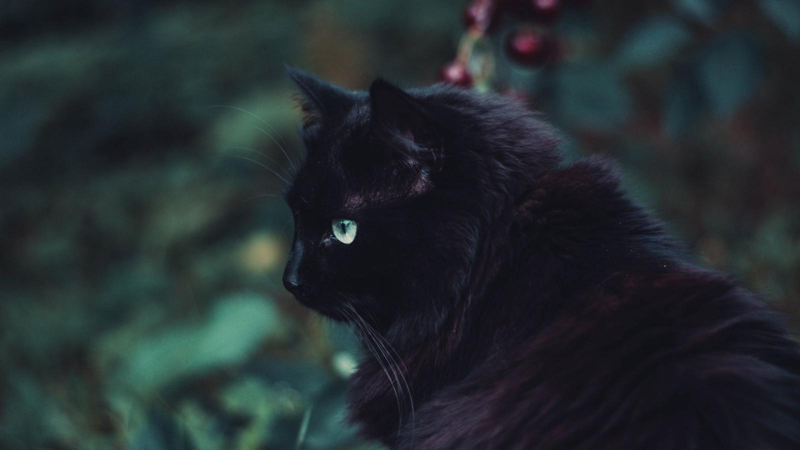 3840x2160 Fluffy black cat HD Wallpaper 4K Ultra HD - HD Wallpaper