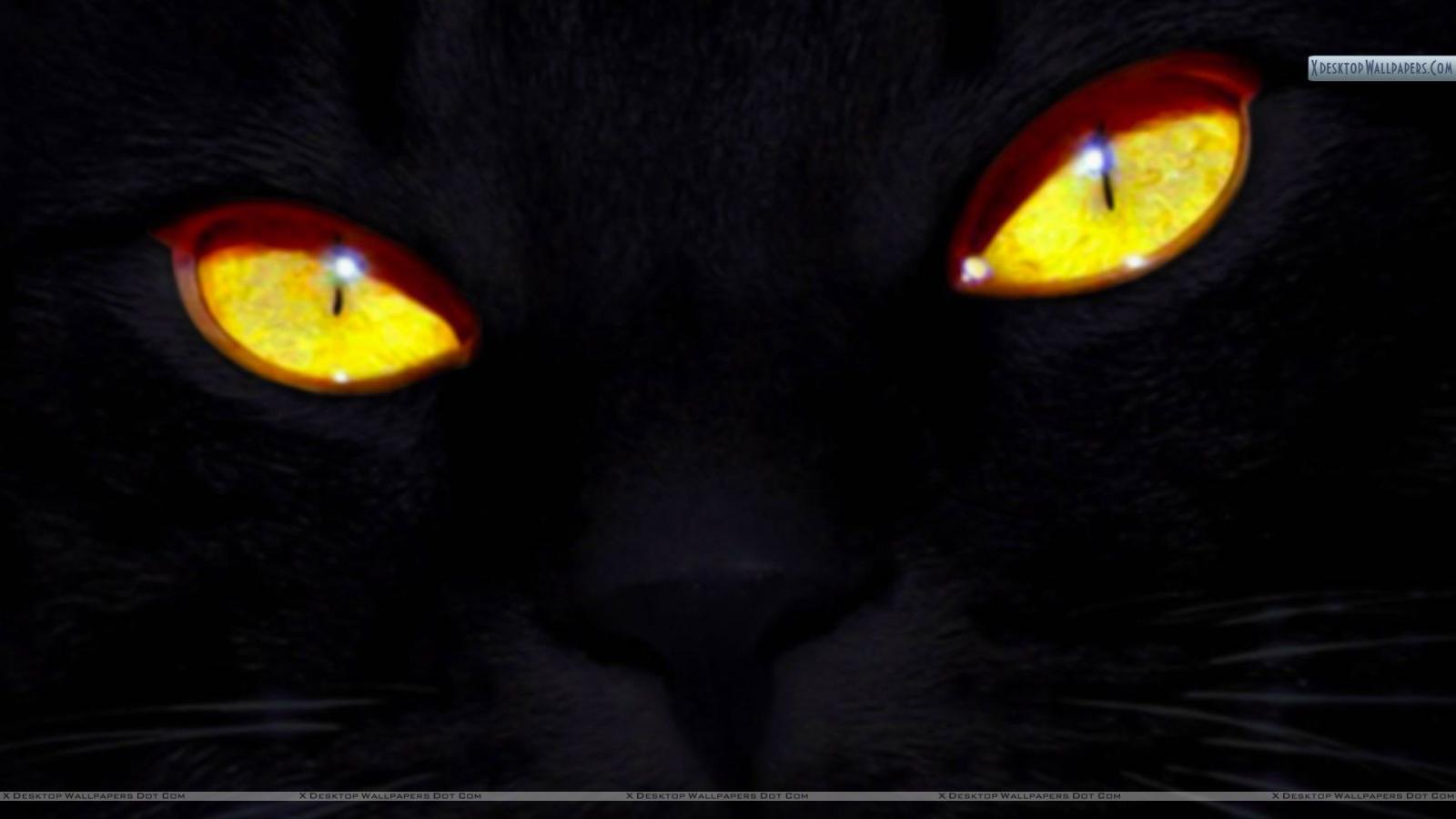 1920x1080 Black Cat Eyes Wallpaper