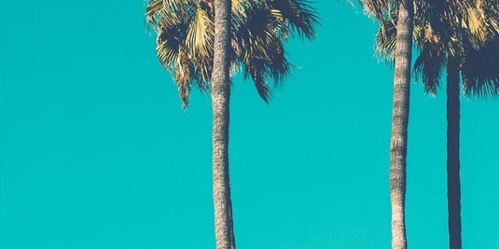 736x1308 Let's go Coconuts! Enjoy 10 Tropical iPhone Wallpapers!