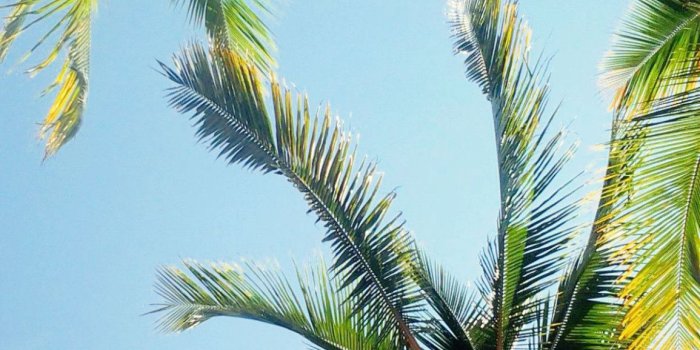 1155x1920 Palm Tree iPhone Wallpaper (67+ images)