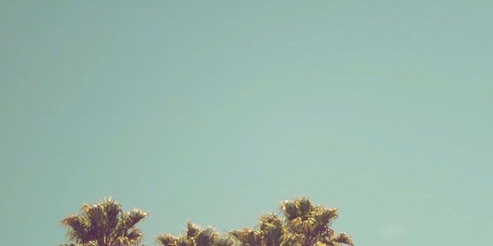 736x1308 Let's go Coconuts! Enjoy 10 Tropical iPhone Wallpapers! | สวัสดีวัน