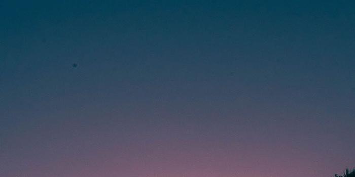 736x1308 Let's go Coconuts! Enjoy 10 Tropical iPhone Wallpapers!