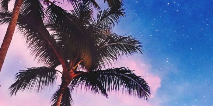 1200x2132 45+ Palm Tree iPhone Wallpapers - Download at WallpaperBro