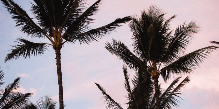 1080x1920 Aesthetic Palm Tree Phone Wallpapers - Top Free Aesthetic Palm Tree