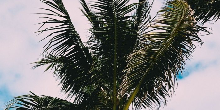 938x1668 Download wallpaper 938x1668 palms, tree, leaves, sky iphone 8/7/6s/6