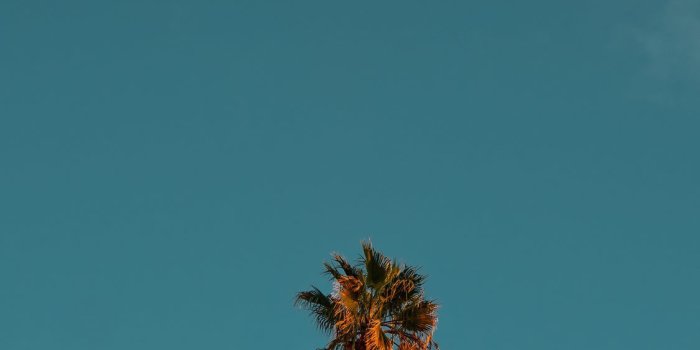 1125x2436 low angle photography of palm tree under blue sky iPhone X