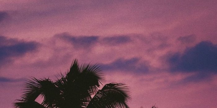 750x1339 Monse on Aesthetic Photography in 2019 | Palm tree iphone