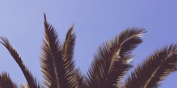 938x1668 Download wallpaper 938x1668 palm, tree, leaves iphone 8/7/6s/6 for