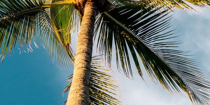 1125x2436 iPhonepapers.com | iPhone wallpaper | oc46-tree-summer-palm-sky