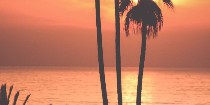 1280x1920 Palm Tree iPhone Wallpaper (67+ images)