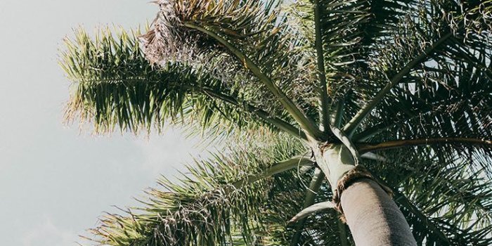 736x1308 Palm Tree IPhone Wallpaper - Picserio.com