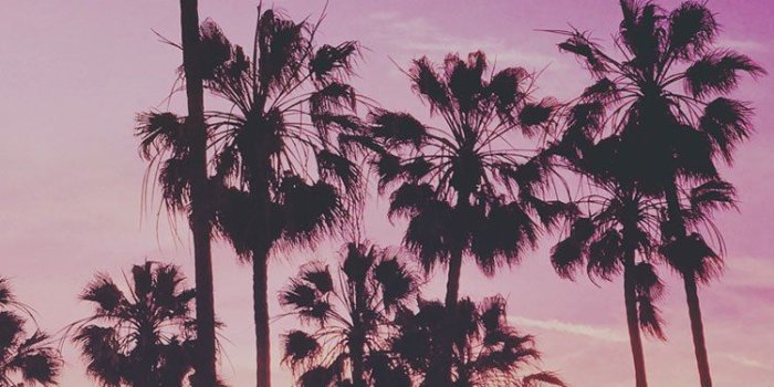 750x1334 Palm Tree Iphone Wallpaper (28+ images) on Genchi.info