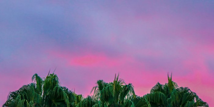 1080x1920 Colorful, Palm Trees Iphone Wallpaper (#119456) - HD Wallpaper Download