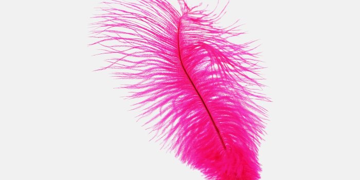 2048x2048 Feather Pink White Nature Minimal iPad Air Wallpapers Free Download