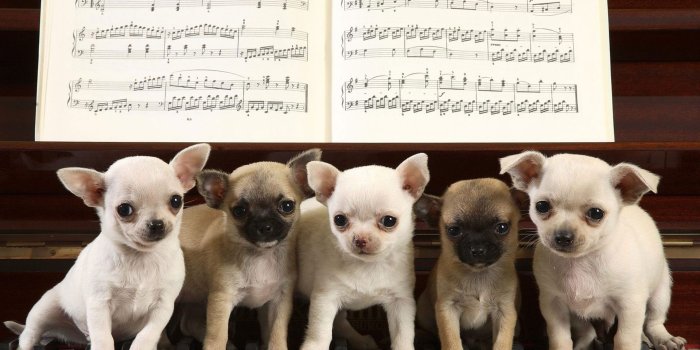 1920x1200 Chiwawa Puppies Wallpaper In Black | Chiwawas | Chihuahua puppies