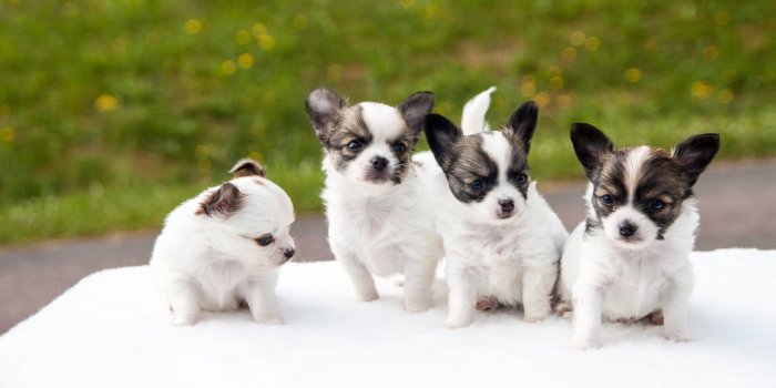 3840x2160 Chihuahua Puppies Wallpaper Desktop (43+ images)