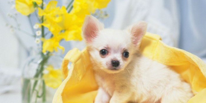 1680x1050 The Sweet Chihuahua - All Small Dogs Wallpaper (18633433) - Fanpop