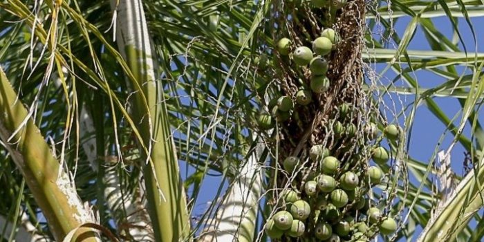 720x1280 iPhone Wallpaper | Plant, Tree, Palm tree, Flower, Grass family