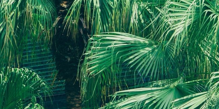 1080x1920 Palm Tree Wallpaper Background » Hupages » Download Iphone Wallpapers