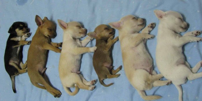 1920x1200 47+ Teacup Chihuahua Wallpapers on WallpaperPlay